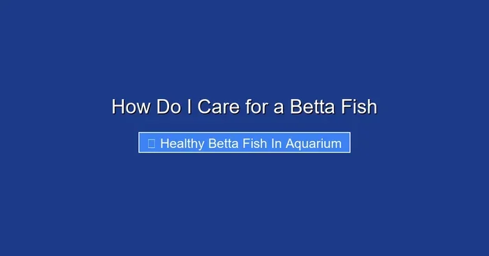 How Do I Care for a Betta Fish