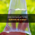 Is It Safe to Buy Betta Fish Online