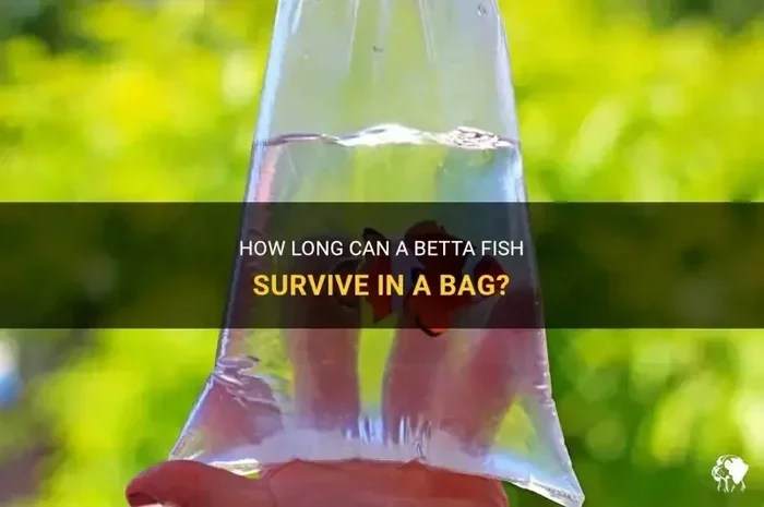 Is It Safe to Buy Betta Fish Online
