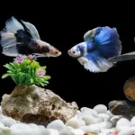 Is Betta Fish Hardy