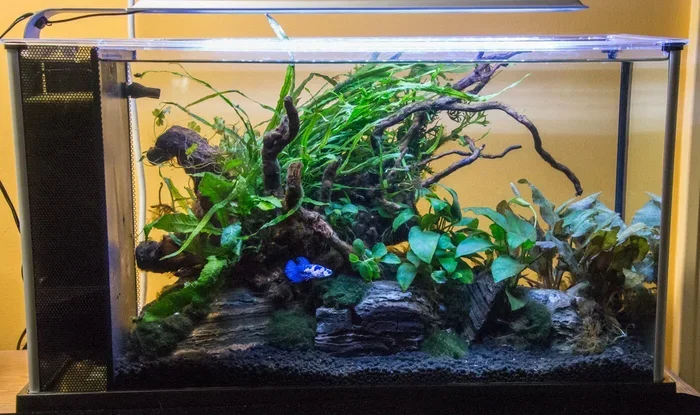How to Care for a Betta Fish Video