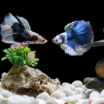 How to Care for Your New Betta Fish