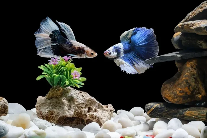 How to Care for Your New Betta Fish