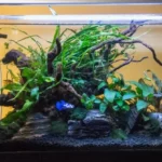 How to Properly Take Care of Your Betta Fish