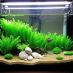 Is Betta a Hardy Fish