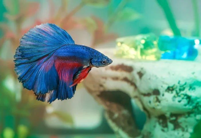 Is Chilla Woid Good for Betta Fish