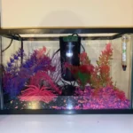 How to Safely Heat Betta Fish Water