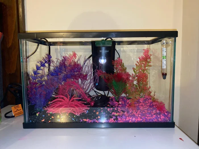 How to Safely Heat Betta Fish Water