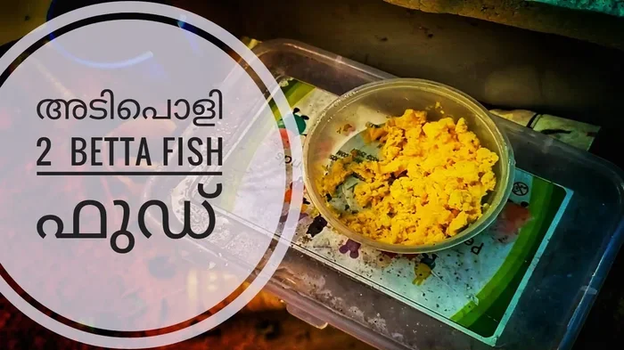 How to Make Your Own Betta Fish Food