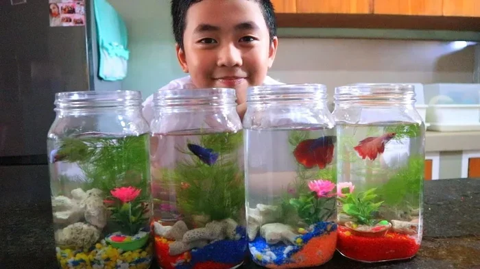 How to Make Betta Fish Tank at Home