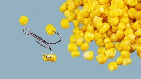 Is Hominy Better Than Corn for Fish Bait