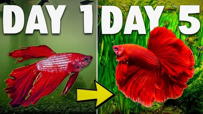 How Active Should Betta Fish Be