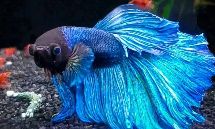 How Aggressive Is a Blue Orchid Male Betta Fish