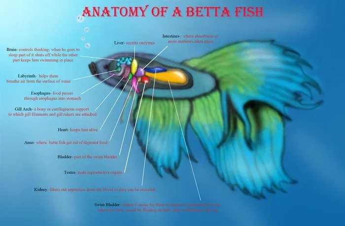 How Big Are Betta Fish Brains