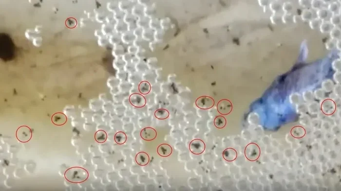 How Big Are Betta Fish Eggs