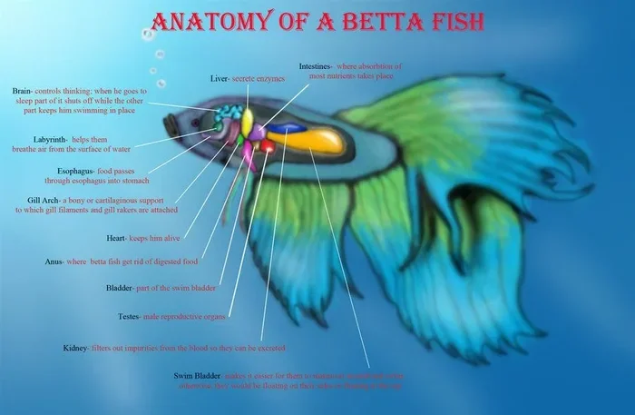 How Big Are Betta Fish Stomachs