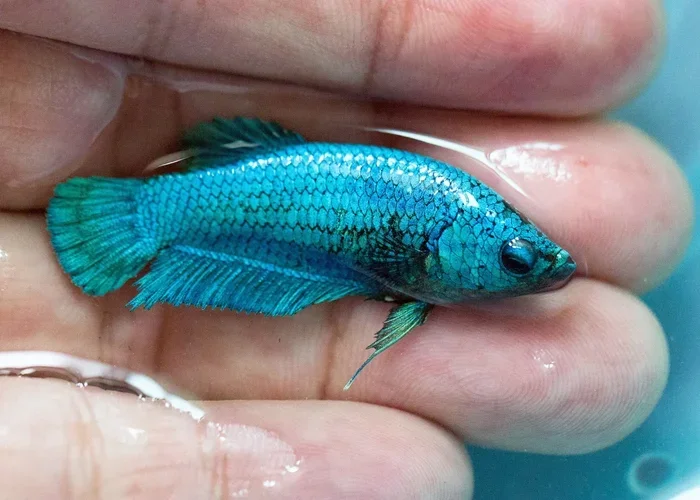 How Big Are Small Female Half Moon Betta Fish