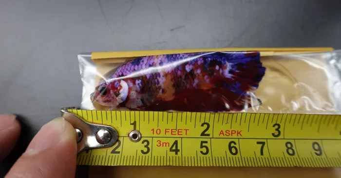 How Big Be Betta Fish Get