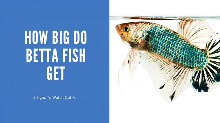 How Big Can a Male Betta Fish Grow