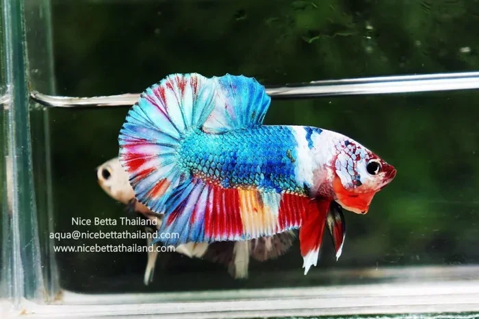 How Big Do a Betta Fish Get