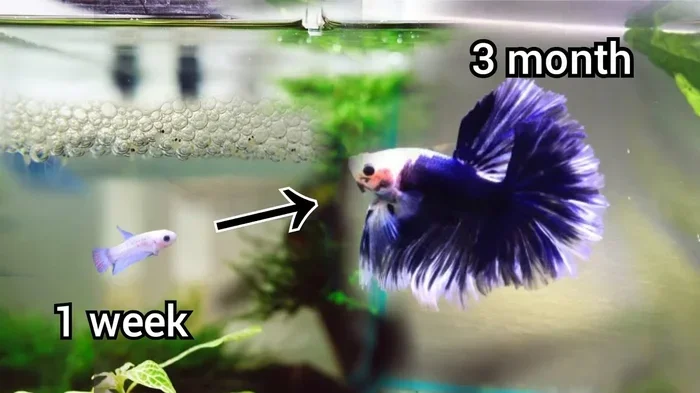 How Big Do Baby Girl Betta Fish Get