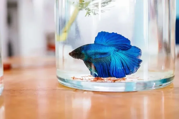 How Big Do Betta Fish Get in a Tank