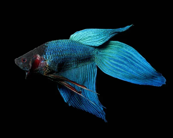 How Big Do Betta Fish Grow in Male Veiltail Blue