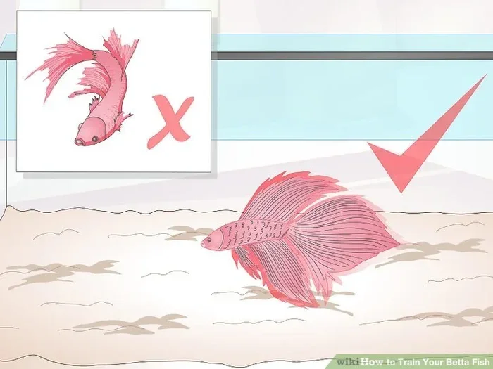 How Do I Train My Betta Fish