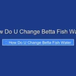 How Do U Change Betta Fish Water