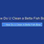 How Do U Clean a Betta Fish Bowl