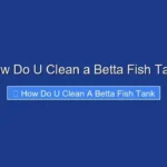 How Do U Clean a Betta Fish Tank