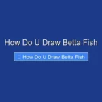 How Do U Draw Betta Fish