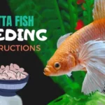 How Do U Feed Betta Fish