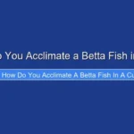 How Do You Acclimate a Betta Fish in a Cup