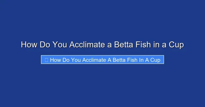 How Do You Acclimate a Betta Fish in a Cup