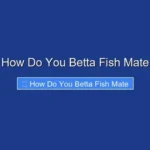 How Do You Betta Fish Mate