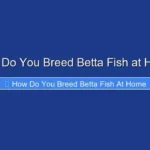 How Do You Breed Betta Fish at Home