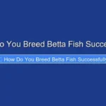 How Do You Breed Betta Fish Successfully