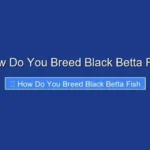 How Do You Breed Black Betta Fish