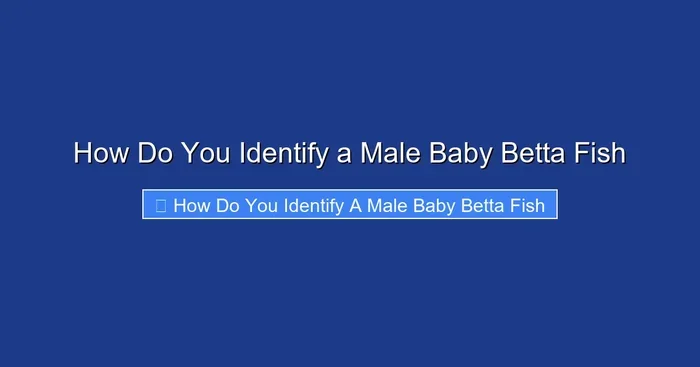 How Do You Identify a Male Baby Betta Fish