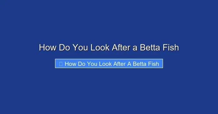 How Do You Look After a Betta Fish