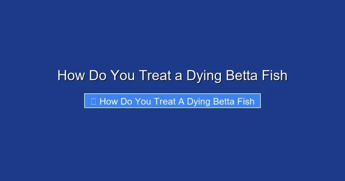 How Do You Treat a Dying Betta Fish