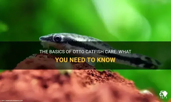 How to Better Care for My Otto Fish