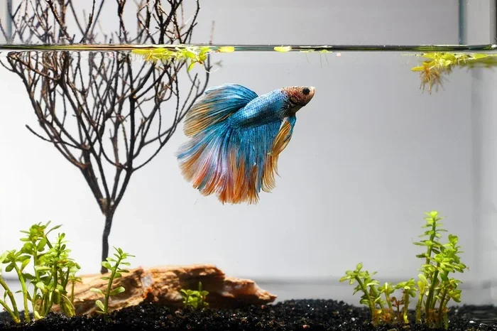 How to Care a Betta Fish