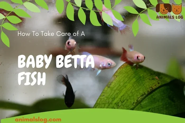 How to Care Baby Betta Fish