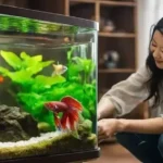 How to Care for You Betta Fish
