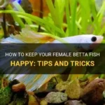 How to Make Your Betta Fish Feel Better