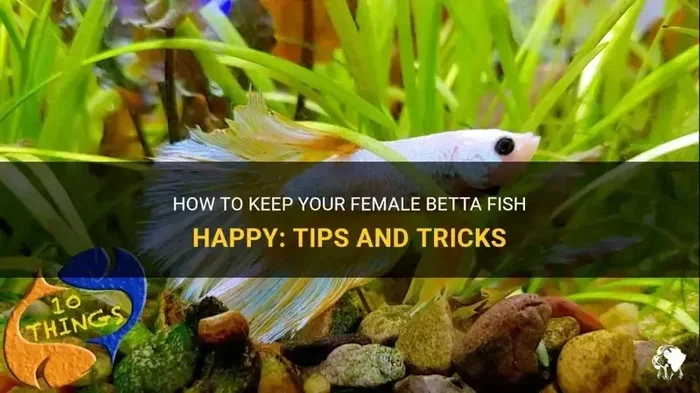 How to Make Your Betta Fish Feel Better