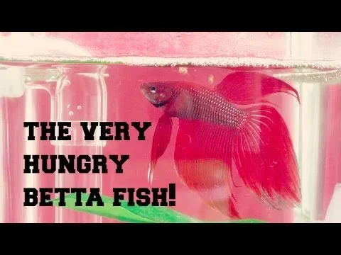 How Do You Know When Your Betta Fish Is Hungry