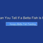 How Can You Tell If a Betta Fish Is Hungry
